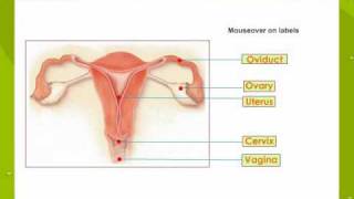 Female Reproductive System Part1 [upl. by Langdon610]