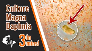 How to culture DAPHNIA MAGNA  The easy way [upl. by Terryl853]