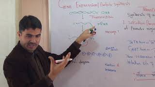 L6 Transcription Gene Expression Protein synthesis part 1 in detail Urdu hindi by Dr Hadi [upl. by Teyugn]