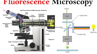 Fluorescence microscopy  fluorescence microscope principle [upl. by Adile353]