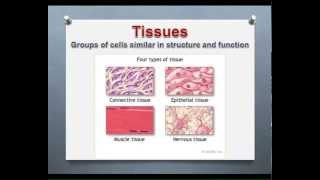 LECTURE Introduction to Epithelial amp Connective Tissues [upl. by Dyal]