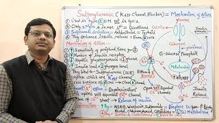 Diabetes Mellitus Part10 Mechanism of Action of Sulfonylurease  Antidiabetic Drugs  Diabetes [upl. by Rabbi17]