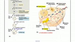 Female Reproductive system [upl. by Eseret]