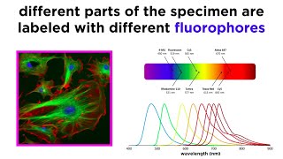 Widefield and Confocal Fluorescence Microscopy [upl. by Eppesiug]