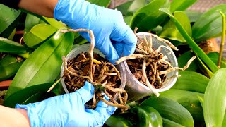 Orchids rescue Reviving very sick orchids [upl. by Anuait]