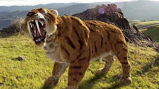 Sabertoothed Tiger  Prehistoric Cats Documentary [upl. by Ellerey]