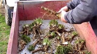 Transplanting Horseradish [upl. by Spain]