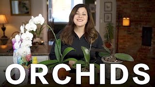 Orchid Care Tips  Garden Answer [upl. by Dennis]