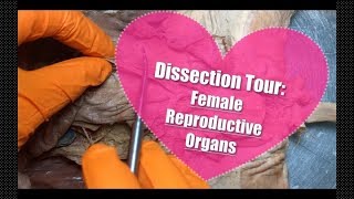 Dissection Tour Female Reproductive System [upl. by Nnaylime271]