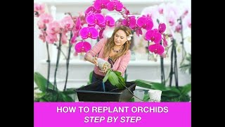 ORCHID CARE 🍃REPOTTING ORCHIDS REPLANTING ORCHIDS 🌿 Shirley Bovshow [upl. by Tripp]