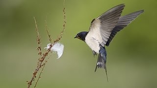 BTO Bird ID  Hirundines and Swift [upl. by Hammock102]