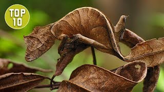 Top 10 Coolest Looking Geckos [upl. by Neumann]