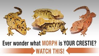 The COMPLETE Guide to Crested Gecko Morphs Part 1 [upl. by Wald]