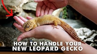 How To Handle amp Tame Your New Leopard Gecko  StepByStep Guide [upl. by Nylecaj768]