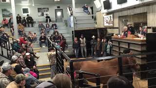 Shipshewana horse auction￼ [upl. by Frentz]