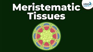 What are Meristematic Tissues  Infinity Learn [upl. by Snoddy]