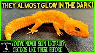 LEOPARD GECKOS LIKE YOUVE NEVER SEEN BEFORE [upl. by Regdor]