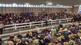 Auctioneer Dale Chupp selling horses [upl. by Akimet]