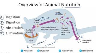 Overview of Animal Nutrition [upl. by Ainollopa328]