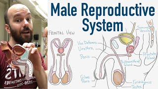 Male Reproductive System  Structure Function 3D Model [upl. by Lightfoot]