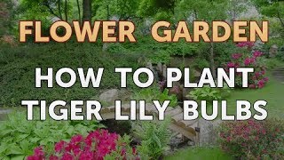 How to Plant Tiger Lily Bulbs [upl. by Enyedy]