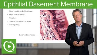 Epithlial Basement Membrane – Histology  Lecturio [upl. by Renny344]