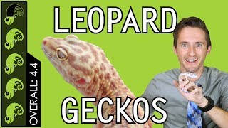 Leopard Gecko The Best Pet Reptile [upl. by Holcomb]