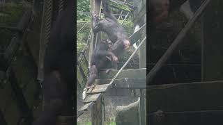 ChimpanzeePan troglodytesTaipei Zoo [upl. by Otrevlig565]