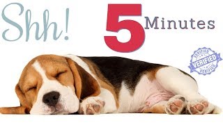 Why Does Your Dog SLEEP With YOU  6 Most Common Reasons [upl. by Lahpos]