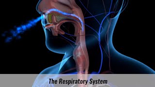 The Human Respiratory System Explained [upl. by Alburga]