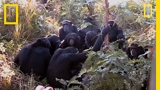 Baby Chimpanzee Hiccups [upl. by Thurlough]