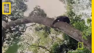 Chimps Hunting in Trees  National Geographic [upl. by Melantha]