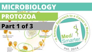 Protozoa  Microbiology  USMLE STEP 1  Part 1 of 3 [upl. by Zerla]