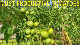 My MOST PRODUCTIVE TOMATO Varieties And 4 Varieties To Avoid [upl. by Eemiaj4]