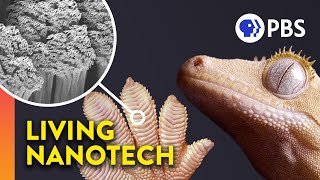 Why Geckos Are Sticky Without Being Sticky [upl. by Aihpledalihp]