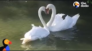 Swan Couple Has SWEETEST Reunion  The Dodo [upl. by Atteugram]