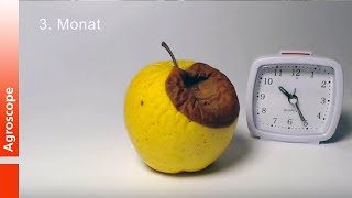 Décomposition accélérée des pommes à 20 ° C [upl. by Mastic986]