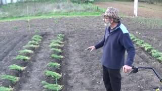 Plantando tomates con truco [upl. by Tala]