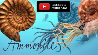 What is an Ammonite fossils [upl. by Anigue]