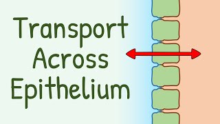 Transport Across Epithelium [upl. by Enrobso181]