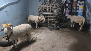 Vilayati Sheep Available Contact 8328627176 [upl. by Eidnar356]