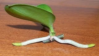 How to Grow Orchids from Stem Cuttings [upl. by Ahseinar]