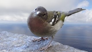 Chaffinch Bird singing  Buchfink Vogel Gesang [upl. by Ariaj]