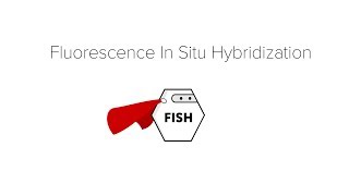 Fluorescence in Situ Hybridization FISH [upl. by Antonetta]