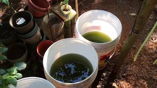 How to grow Green Water Algae [upl. by Adnilg982]