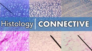 Histology  Connective Tissue [upl. by Nosnorb]