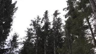 Strong Howling Wind Sound 2 Hours  Swaying Spruce Trees in The Wind [upl. by Elleved]