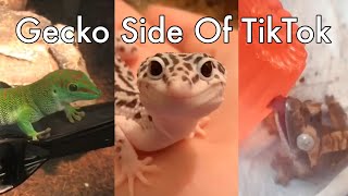 Gecko Side Of TikTok [upl. by Chelsey167]