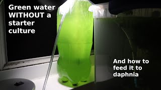 Green Water WITHOUT a Starter Culture  From Scratch  How To [upl. by Ydner718]