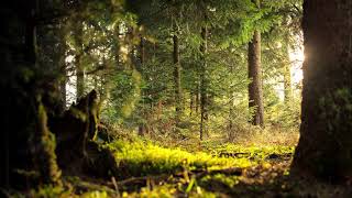 A Walk Through The Forest Visualization  Guided Meditation [upl. by Dnalerb404]